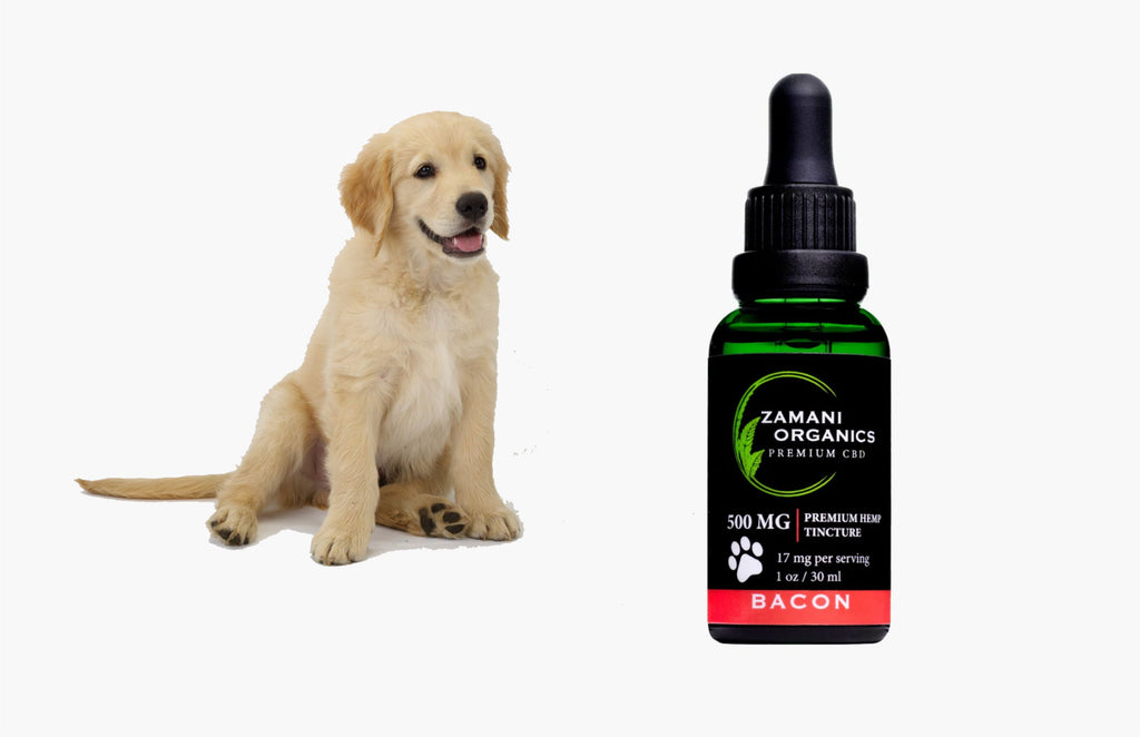 Una guía completa de tinturas de CBD para perros y por qué debería considerar darle CBD a su perro